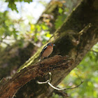 Pinson des arbres (Common Chaffinch)