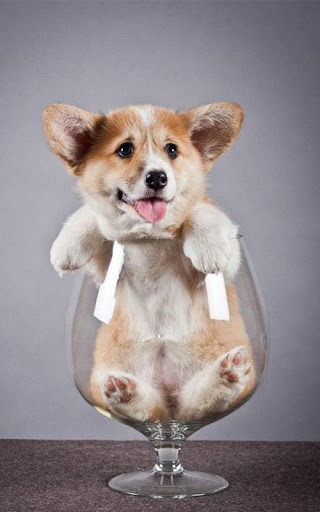 Pembroke Welsh Corgi Wallpaper