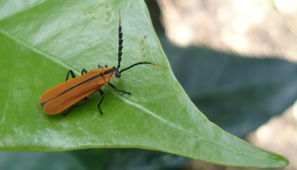 Longnosed lycid beetle