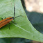 Longnosed lycid beetle
