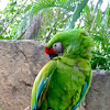 military macaw