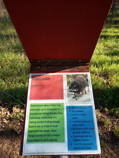Raccoon Storyboard 