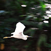 Garza blanca - Snowy Egret