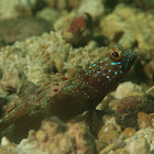 Shrimp Goby