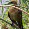 Boat-tailed Grackle (female)