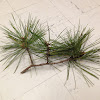 Red Pine or Norway Pine
