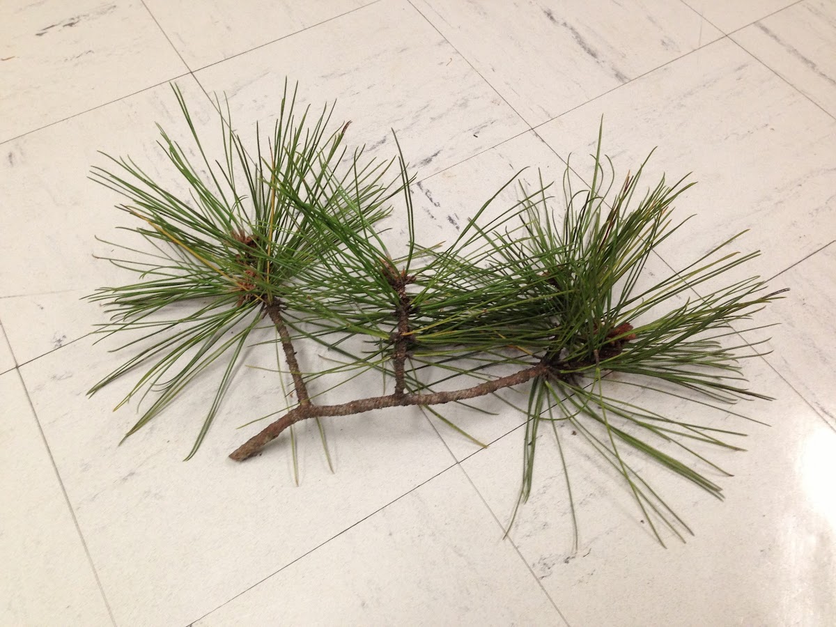 Red Pine or Norway Pine
