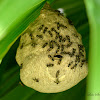 Honey Wasps' Nest