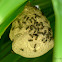 Honey Wasps' Nest