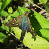 Long tailed-skipper butterfly