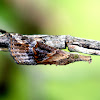 Buttoned Snout Moth