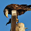 Bald Eagle eating Ruddy Duck