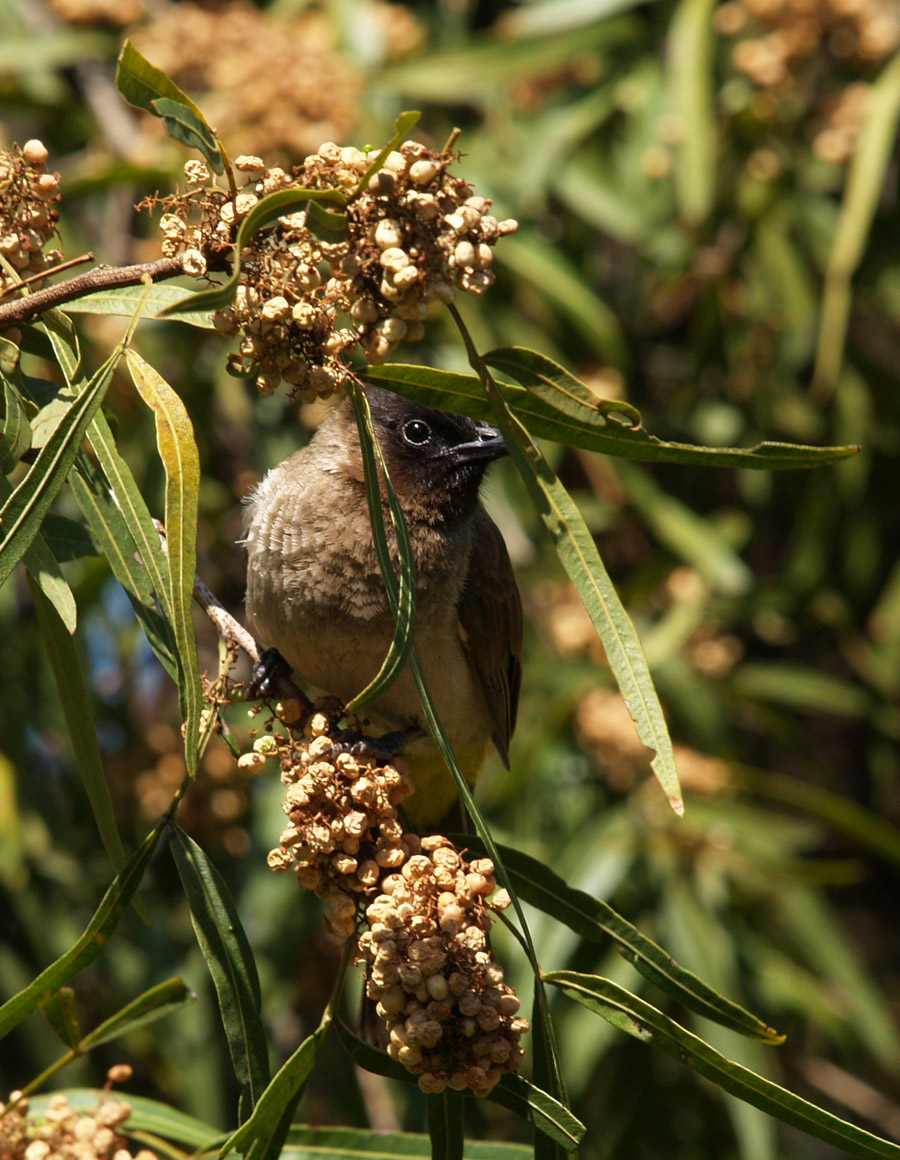 Black-fronted Bulbul