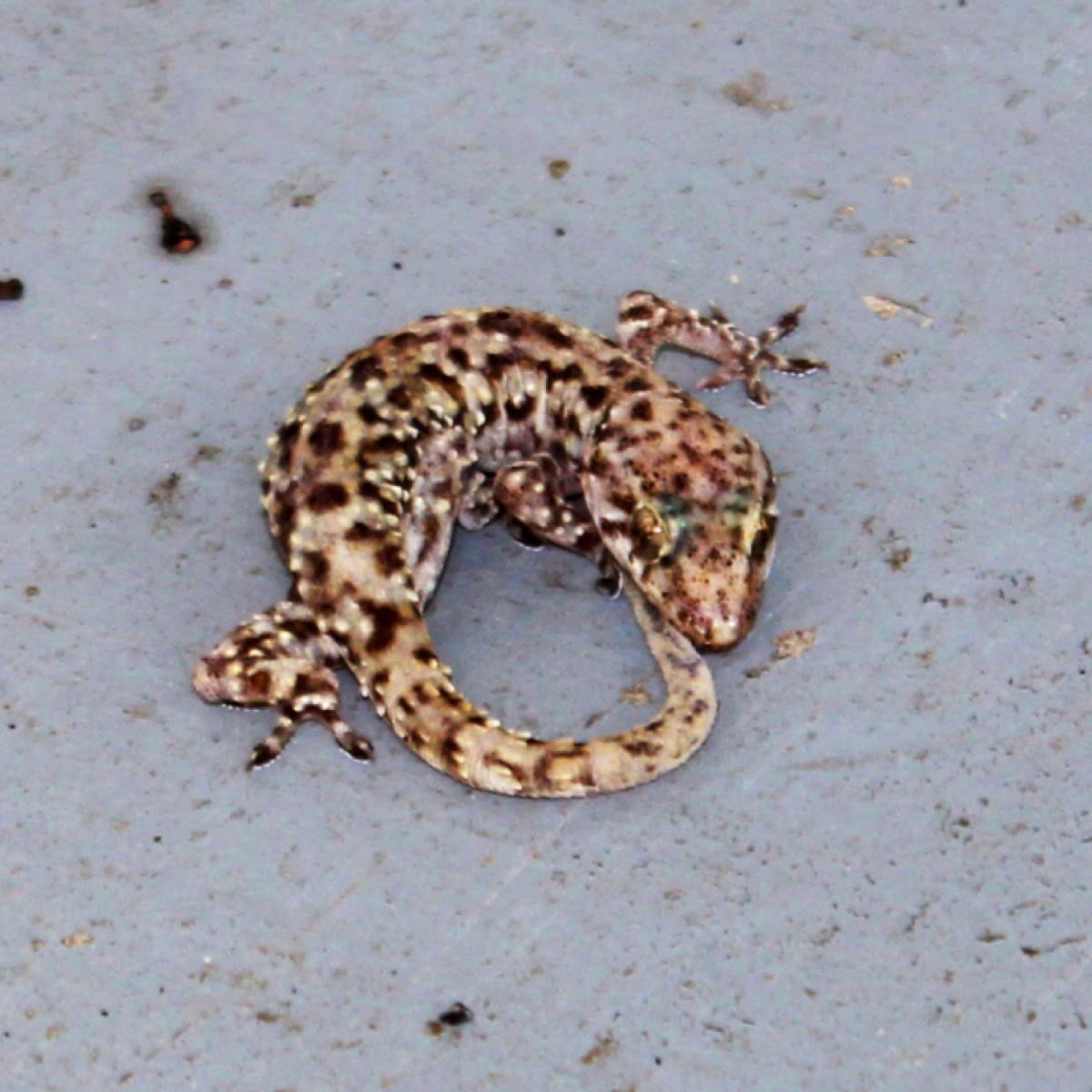 Mediterranean House Gecko