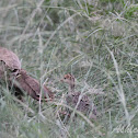Rio Grande Wild Turkey (mom and baby)
