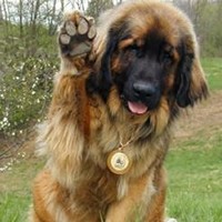 Leonberger