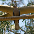 Cape Turtle Dove