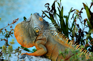 Check out my beard by Kevin Mummau -  