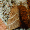 Eastern tent caterpillar moth (male)