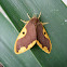 Dotted Tussock Moth