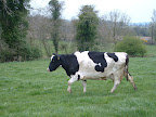 Fotos Gratis Animales - Vacas