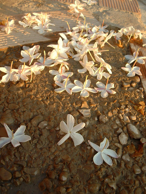 Fotos Gratis  Naturaleza - Flores - Jazmín en el suelo