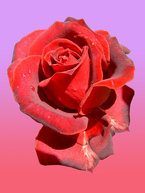 Fotos Gratis  Naturaleza - Flores - Rosa Roja