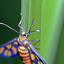 Orange headed Wasp Moth