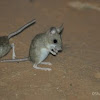 Spinifex Hopping-Mouse