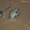 Spinifex Hopping-Mouse