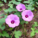 Sharp-pod Morning Glory