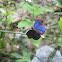 Glorious Blue-Skipper