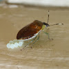 Pittosporum bug laying