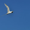 White-tailed Tropicbird