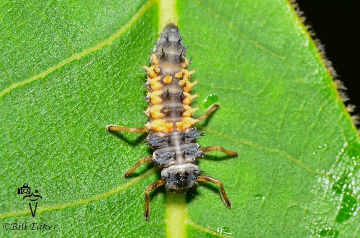 Multicolored Asian Lady Beetle Larva