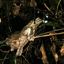 SriLankan Frogmouth