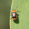 Iridescent Leaf Cylinder Beetle
