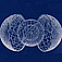 The Cellular Cosmogony