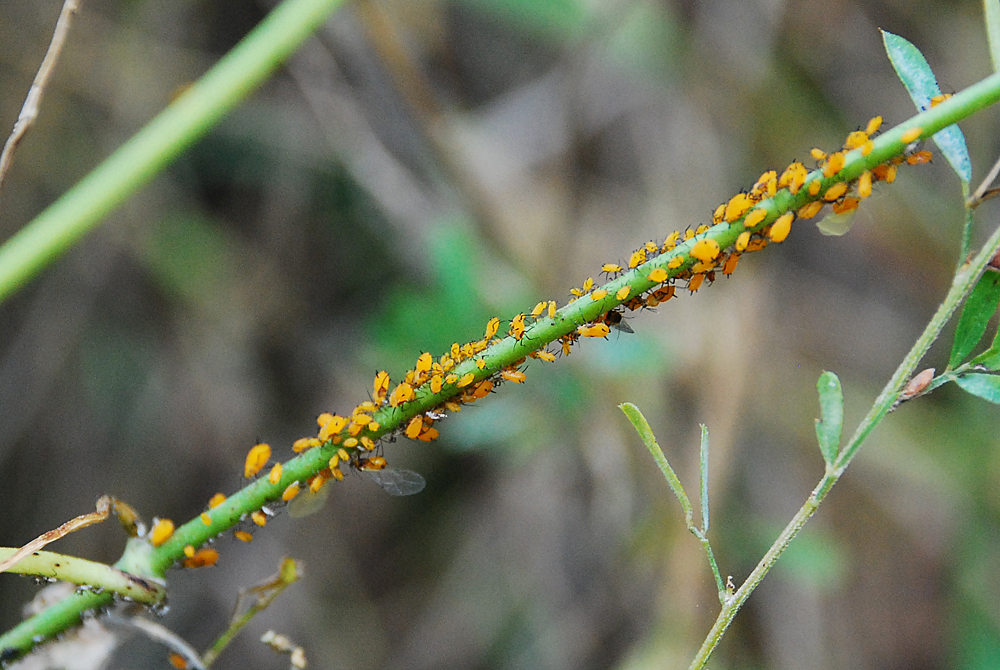 Oleander Aphids