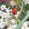 convergent lady beetle