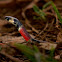 Central American Coralsnake