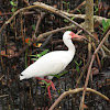 American White Ibis