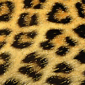 Glitter Leopard Live Wallpaper