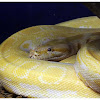 The Albino Burmese Python