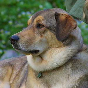 Brisbane Gumtree dog sorter