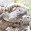 Philippine Sailfin Lizard