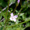 Northern Willow-herb