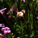 Hummingbird Clearwing (moth)
