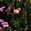 Hummingbird Clearwing (moth)