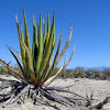 Agave Lechuguilla